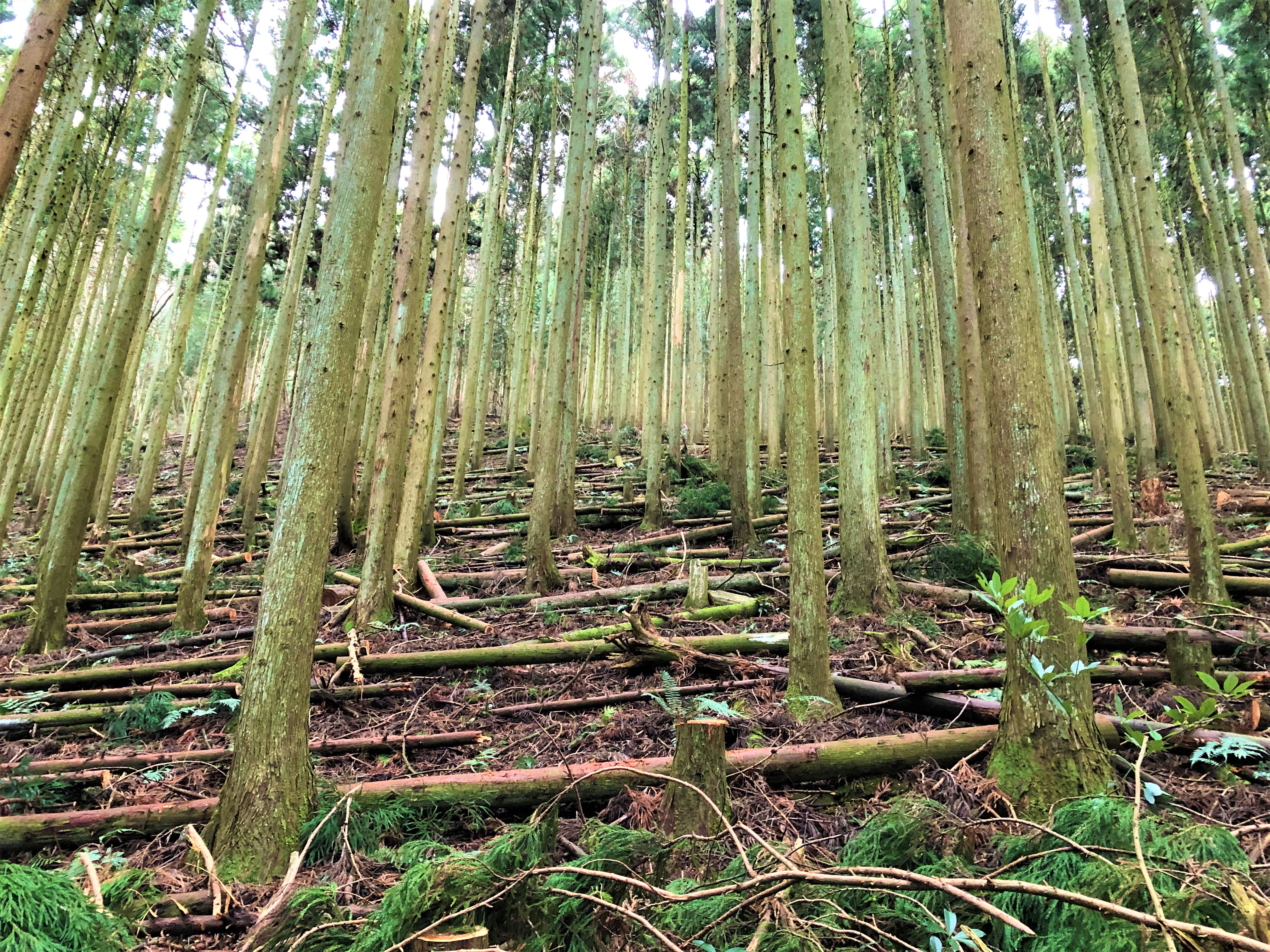 伐採届・森林所有者届